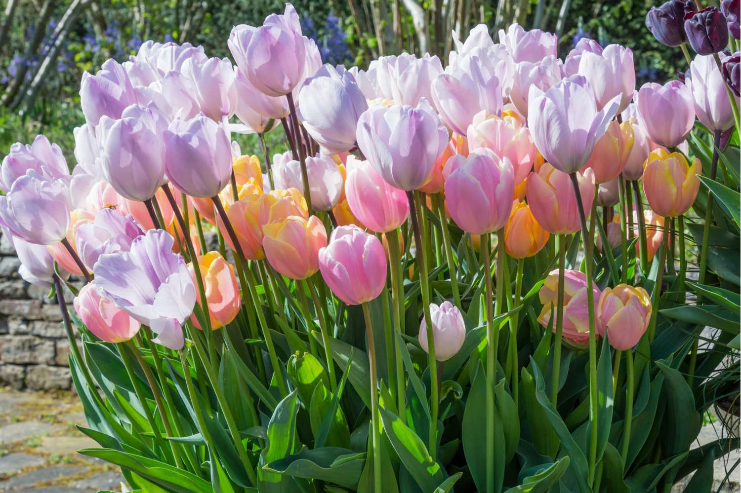 Mélange de tulipes 'Bubblegum'